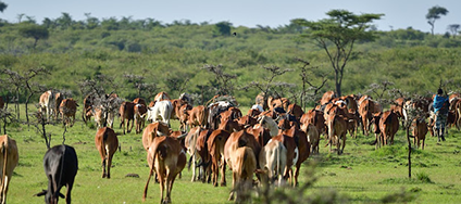 Kenya Tours